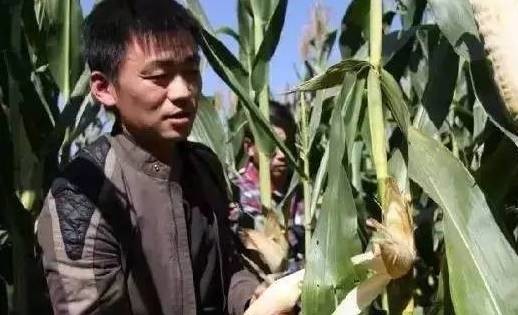 1.掰玉米主管5名、要求三年以上掰玉米經(jīng)驗：